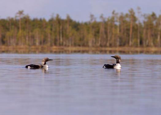 920167 Ylitornio, Ahvenjärvi (P) (7362820:377477) 260 ha (Natura, Lintuvesiohjelma) Törmäsjärven kaakkoispuolella Aavasaksantien (930) varressa