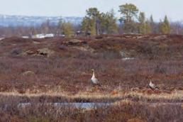 Hienolla palsasuolla on silti maakunnallisesti merkittävä pesimälinnusto. Hietajänkkä on myös tärkeä metsähanhien kerääntymisalue keväisin.