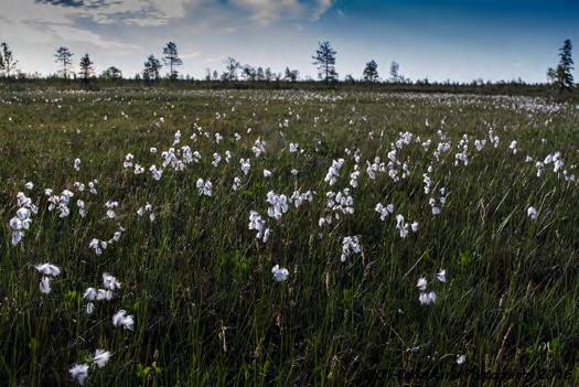 920187 Kittilä, Repsuvuoma (P) (7498665:414462) 2324 ha (Natura, Soidensuojeluohjelma) Repsuvuoman suoalue on Natura-ohjelmassa nimellä Ahvenvuoma.