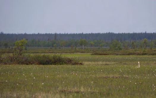 920169 Kittilä, Naatsukka-aapa (P) (7565938:452746) 997 ha (Natura, Soidensuojeluohjelma) Kittilän koillisnurkassa Sodankylän rajalla sijaitseva