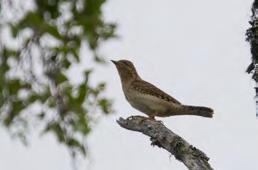 Alueella pesii myös vaateliaita vanhojen metsien lintulajeja.