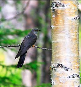 Mämmisuo on valtaosin yksityisomistuksessa, ja ympäristön metsäalueet ovat laajalti käsiteltyjä.