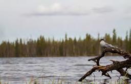 Pesimälinnusto on lajistoltaan monipuolinen.