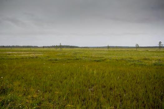 920231 Sodankylä, Suikeloaapa (P) (7441388:475337) 1252 ha (Natura, Soidensuojeluohjelma) Raudanjokivarressa Vuojärven länsipuolella