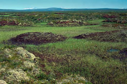 920406 Utsjoki, Linkinjänkä (P) (7742565:482858) 1117ha (Natura, Erämaa-alue) Keskellä Paistunturin erämaa-aluetta Nuvvuksen korkeudella sijaitseva Linkinjänkä