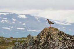 Alueella pesii monipuolinen lajisto vesilintuja, kahlaajia ja tunturilintuja.