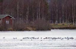 Toinen suuntautuu pohjoiseen kohti kaupunkia ja toinen itään Hirvaan Isosuvannolle Kemijoelle.