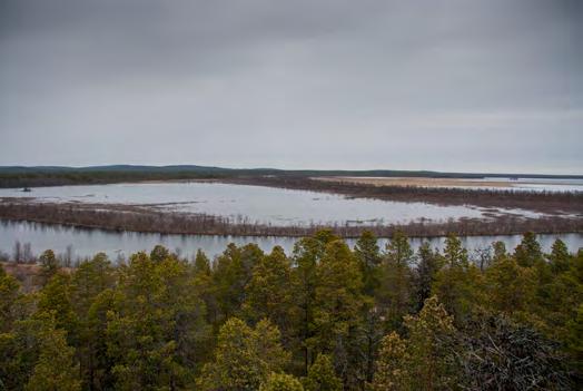 Alueen keskellä sijaitsevassa Toivoniemessä on lintutorni.