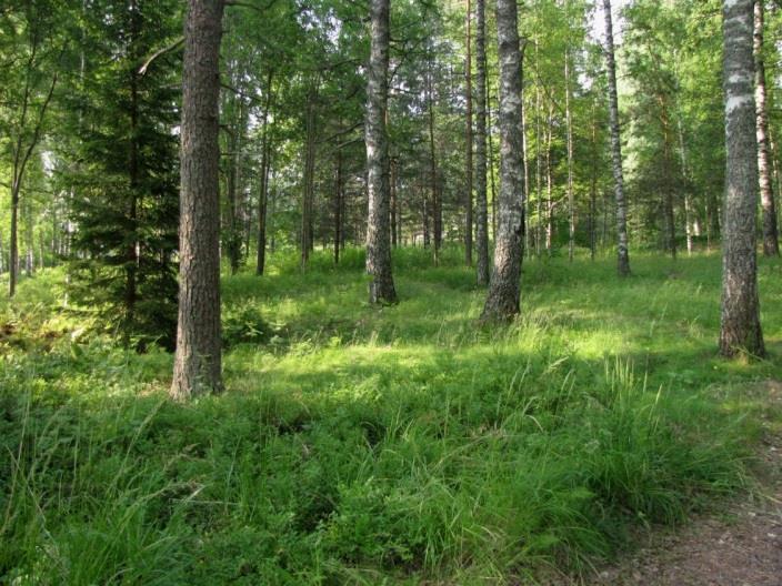 101 on monipuolinen kulttuuribiotooppien lajisto, mutta joillakin paikoilla, esim. katujen varsilla ja pienissä metsäsaarekkeissa, on todettavissa alkuperäisbiotooppien lajistoa.