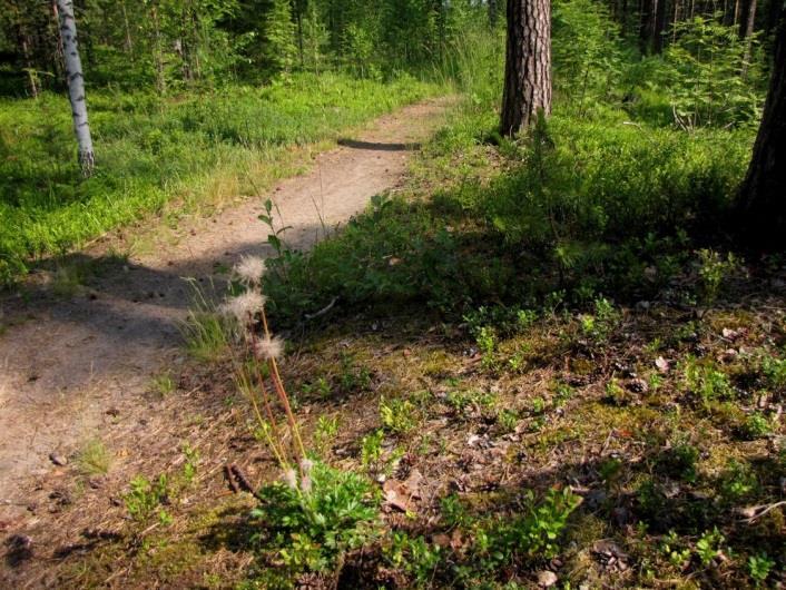 Alueella todettiin myös kangasvuokkoa, joka on uhanalainen (VU -laji) (Kuva 216.). Osa-alueen eteläosan metsät lähellä harjun juurta on avohakattu.