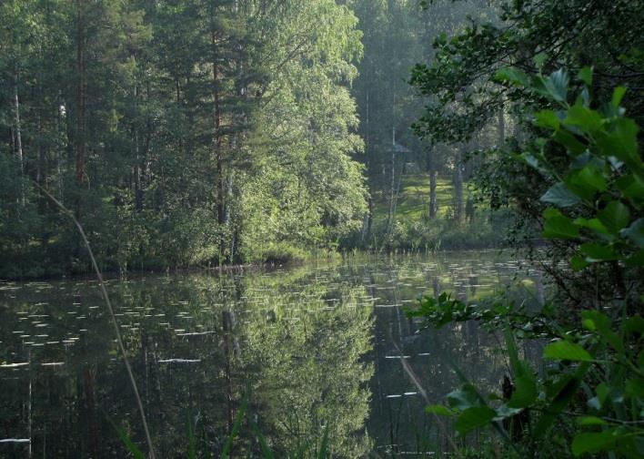 Osa-alueen Kuolimon puoleiset rannat todettiin kiviseksi harjusoraksi. Niukka vesikasvilajisto indikoi oligotrofisuutta ja rantametsien lajisto tuoretta kangasta (MT).