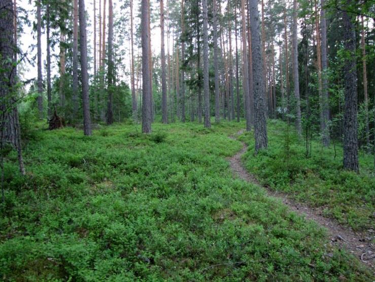 ) Pöksänlahden suunnittelualueelle on tehty luontoselvitys 2009 (Sipari 2009), jossa todettiin mm. maisemallisesti merkittävät suppa-alueet sekä kangasvuokkoesiintymät. Tässä inventoinnissa ei ko.