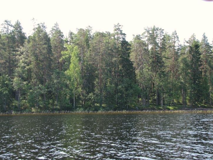 105 Kuva 223. Kuolimon ranta Pyöriäkankaan koillispuolella on kivistä harjusoraa. Kuva 224. Pyöriäkankaan koillissivu on nuorta männikköä (MT -kangasta). 88.
