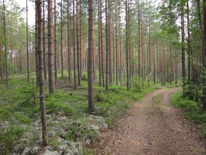 ) ja hyvin tasalakisena mäkenä (kuva 226.). Pyöriäkankaan proksimaalipuolella on suppien ja harjukumpujen sarja, distaalipuoli laskee jyrkästi Myllylammen rantaan.