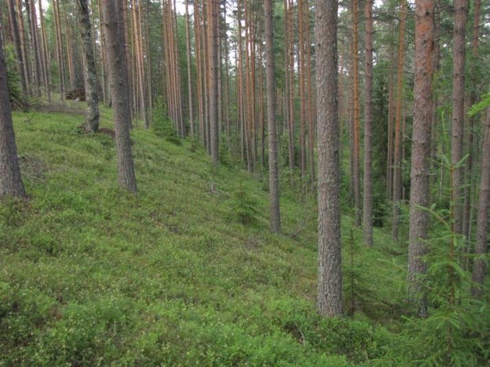 Kankaan distaalireunan etelä- ja lounaisosassa todettiin paikoin kuivaa kangasta (VT, CT) ja karua kangasta (ClT).