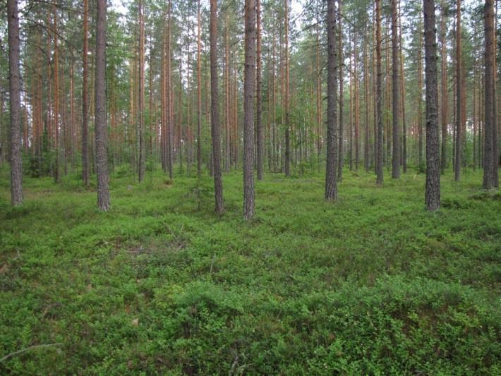 Muiden Pyöriäkankaan rinteiden tavoin myös itärinne on varsin jyrkkä Kuva 226. Nimensä veroisen Pyöriäkankaan lakialue on hyvin tasainen.