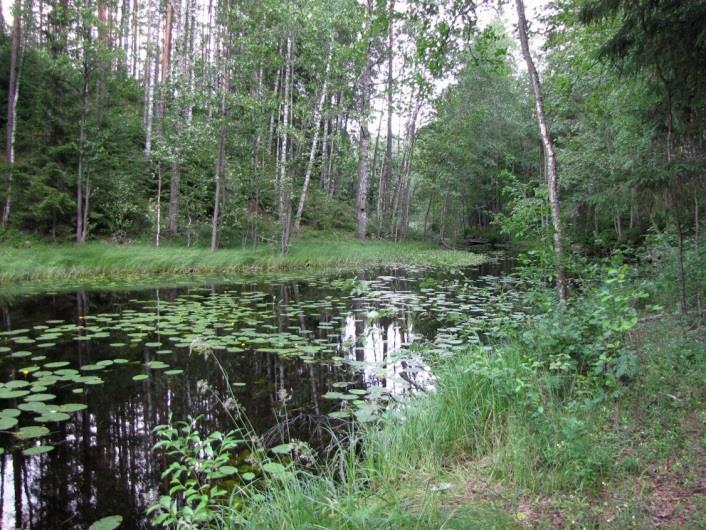Myllylammen etelä- ja pohjoisosan välinen kapeikko etelästä