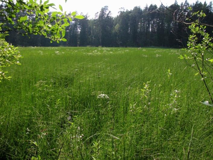 Kuvattu kaakkoisrannalta. Kuva 232.