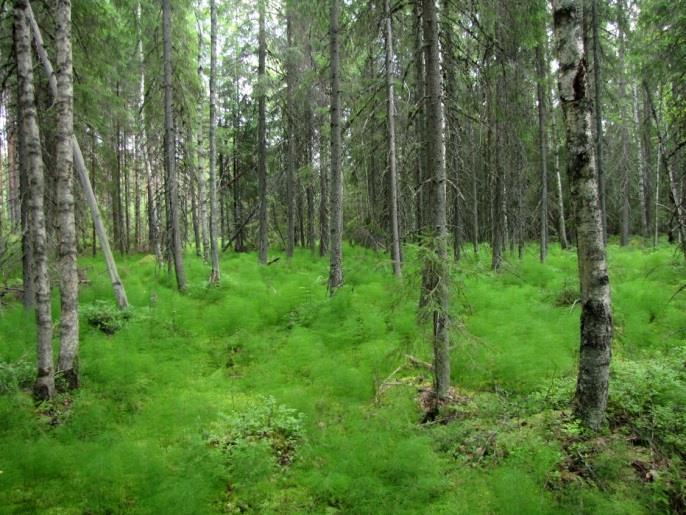 Sepänniittujen suoalueen pohjoispää on korpea, muutoin alue on rämettä.. Kuva 235. Reipas virtaus pitää hietapohjaisen Uuhijoen pohjan puhtaana.