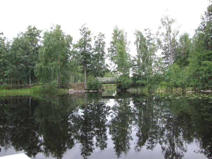 Paimensaaren ja mantereen välisen sillan korvalla todettiin piurua, joka on alueellisesti uhanalainen (RT-laji).