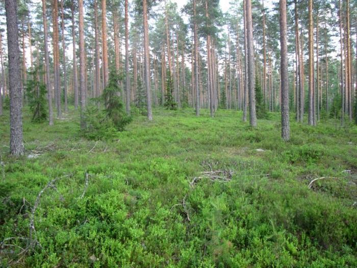 Alueen puusto on päättöhakkuuvaiheen männikköä avohakattu (Kuvat 237. ja 238.). Uuhijoelle menevän tien varressa todettiin kalliohatikkaa, joka on vähälukuinen mutta ei uhanalainen laji.