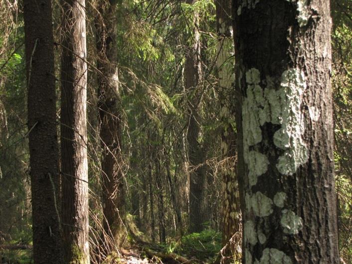 Osa-alueen eteläosissa oli todettavissa enemmin lehtomaisuutta (OMT, paikoin OMaT) (Kuva 242). Osa-alueen eteläpäässä on pienehkö rämealue ja metsittyvä pienialainen pelto.