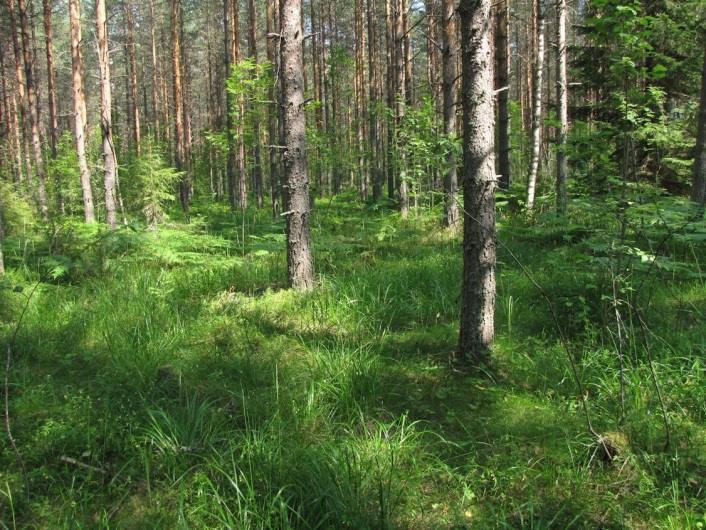 Distaalirinteen eteläosa on jyrkempi ja tihkupintainen. Alueella iäkäs kuusikko. Kuva 241. Distaalirinteen eteläosan kuusikossa todettiin myös haapaa, osa oli kolopuita. Kuva 242.