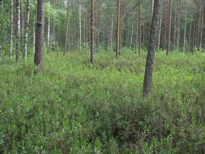 112 93. Peijonsuo (LIITTEET, Kartta 6.) Peijonsuon osa-alue sijaitsee suunnittelualueen länsireunassa, Lepänkannonharjun eteläpuolella.