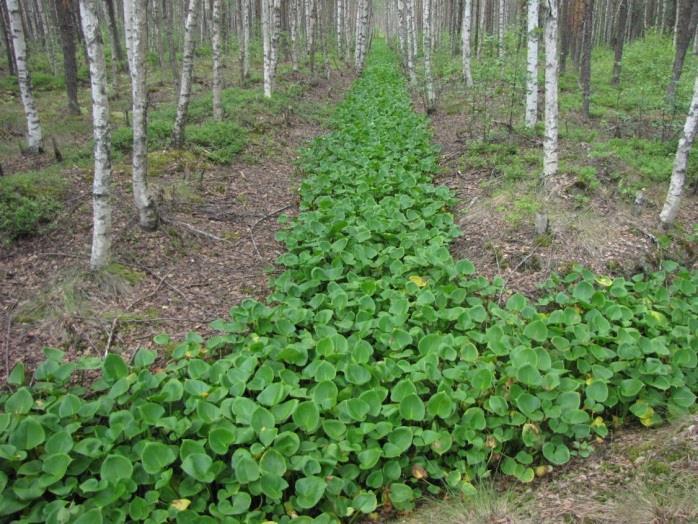 113 on alueellisesti uhanalainen (RT -laji), lajin esiintymisellä ei ole erityistä merkitystä maankäytön kannalta, koska yksilöt todettiin voimakkaasti muokatussa ympäristössä.