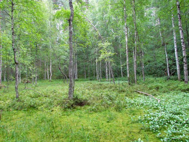 12 4.3. Paimensaaren itäosa on jyrkkärinteistä harjumaastoa, jonka keskellä on pitkä ja kapea suppa-alue. Itäosan harjusora on paikoin varsin kivistä.