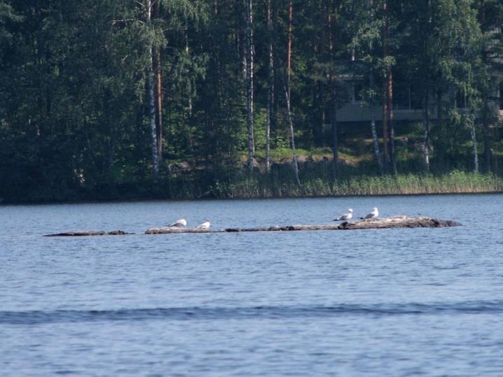 13 5. Koppolsaari, Raatosaari, Hiukkanen, Kiessaari ja Halkosaari luotoineen (LIITTEET, Kartta 2.) Saaret ovat kallioisia ja kasvavat mäntyä. Luodot ovat avoimia ja lähellä vedenpinnan tasoa (Kuva 11.