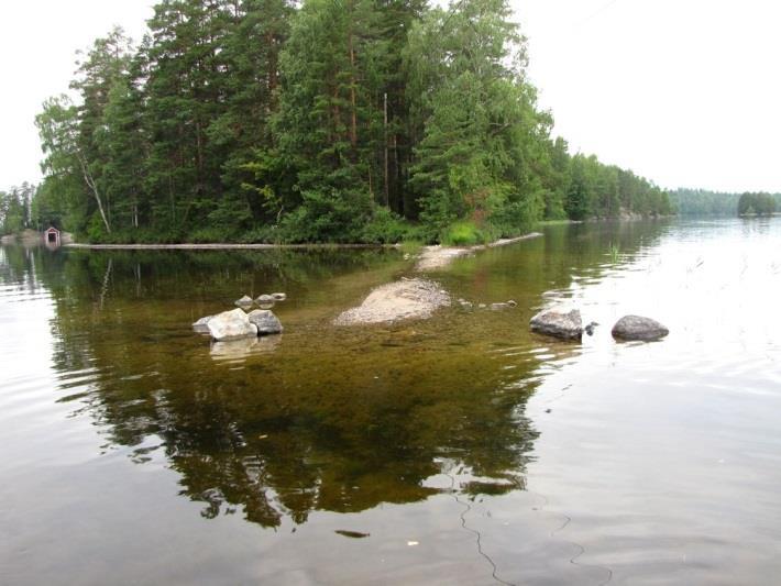 -kangasta. Valtapuuna Riuttasella todettiin mänty kaikilla metsätyypeillä. Ranta- ja vesikasvillisuus indikoi oligotrofista vettä.
