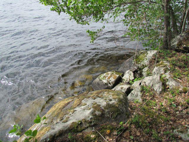 Alueella ei todettu rauhoitettuja tai uhanalaisia kasvilajeja, uhanalaisia lintulajeja tai uhanalaisille lajeille (direktiivin IV(a) lajit) soveltuvia