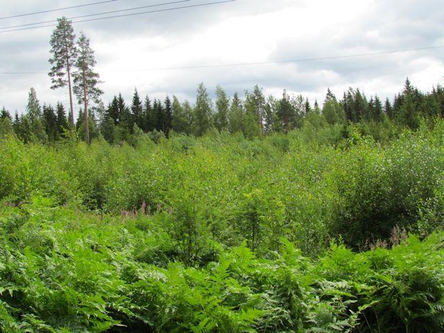 17 kangasta (MT), muutamissa rinnepaikoissa oli todettavissa lehtomaisuutta (OMaT). Paikoin oli kalliopainanteissa todettavissa kookasta kuusimetsää (MT tai MaT).