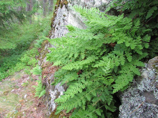 Suo tulisi jättää nykytilaansa lajistollisesti monipuolisena ja Metsälain tarkoittamana niukkapuustoisena luontotyyppinä. (Kartta xx.) 10.