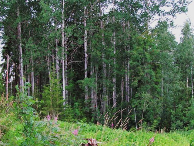 ) Itkukallio ja Haikkavuori ovat jyrkkäprofiilisia ja korkeita kalliomäkiä, joiden länsisivuilla on laajat ja korkeat kalliojyrkänteet.