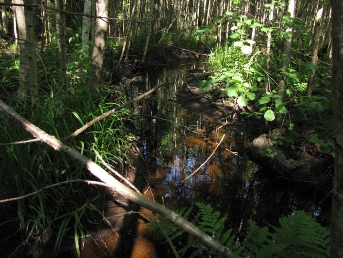 Majavan patoallas on tappanut puronvarren puuston Kaihlajoen alajuoksulla. Suositus.