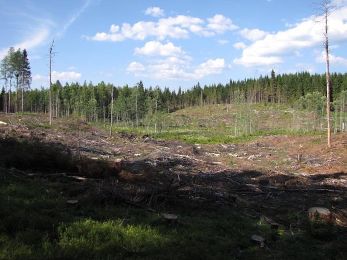 Maaston profiili laskee lännen kallioiselta mäkialueelta itään päätyen idässä, aivan suunnittelualueen rajalla, paksuihin turve- ja sedimenttimaihin.