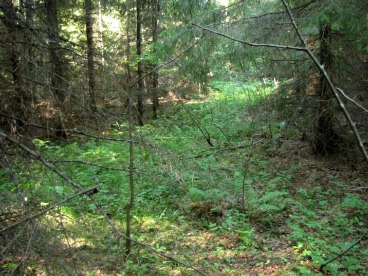 Kuva 44. Suurin osa Kiviorkon alueesta on avohakattu. Suositus.