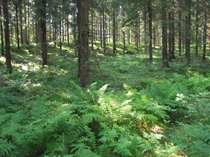elinympäristöjä, muita luontoarvoja tai sellaisia luontotekijöitä, jotka olisi erityisesti huomioitava maankäytön suunnittelussa. 17.