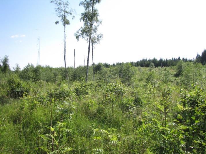 ) Marttilan osa-alue on laajahko kalliolaakio, jonka ympärille on kasautunut glasifluviaalista sedimenttiä (hiesua, hietaa ja paikoin savea).