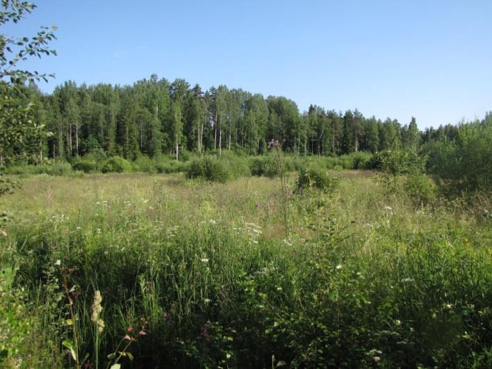 27 soveltuu myös liito-oravan elinympäristöksi. Näistä syistä johtuen rakentamaton lehtoalue tulisi jättää nykytilaansa (rajaus LIITTEET, Kartta 3.). 18.