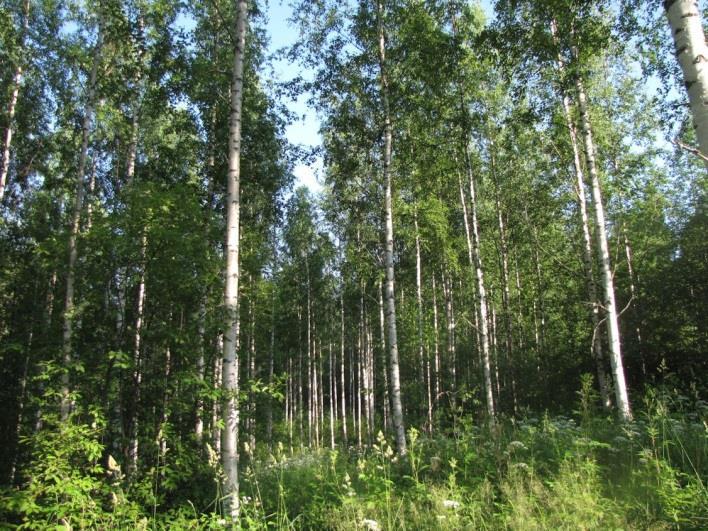 ) Karhurinteen lomakylän alueella 2012 tehdyssä ympäristöarvioinnissa todettiin kolme maisemallisesti merkittävää kohdetta, ja kaksi kasvilajiston kannalta merkittävää kohdetta (Sipari 2012).