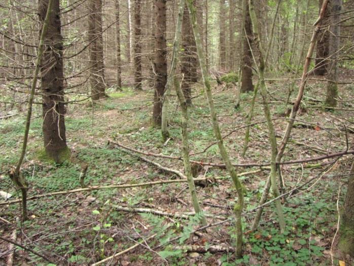 Alueella ei todettu rauhoitettuja tai uhanalaisia kasvilajeja, uhanalaisia lintulajeja tai uhanalaisille lajeille (direktiivin IV(a) lajit) soveltuvia elinympäristöjä, muita luontoarvoja tai