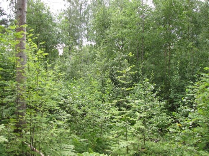 Taustalla Leväsentie. Kuva 61. Leväsentien pohjoispuolen entiset pellot ovat uudisrakentamisaluetta. Kuva 62. Osa-alueen koillissivu nousee kallioiselle avohakatulle mäelle.
