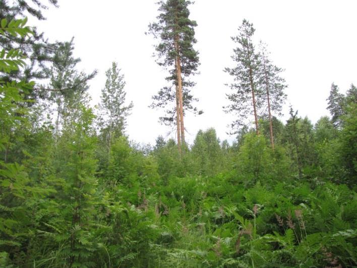 Alavimmat alueet ovat pitkälle puskettunutta peltoa (Kuva 61.) ja ne ovat paitsi hirvien suosimaa aluetta myös uudisrakentamisaluetta.