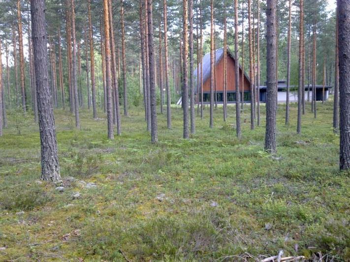 Kuivaa kangasmetsää oli todettavissa lähinnä Rauhanlaakson länsipuolella olevan harjun lakialueella (Kuva 66.).