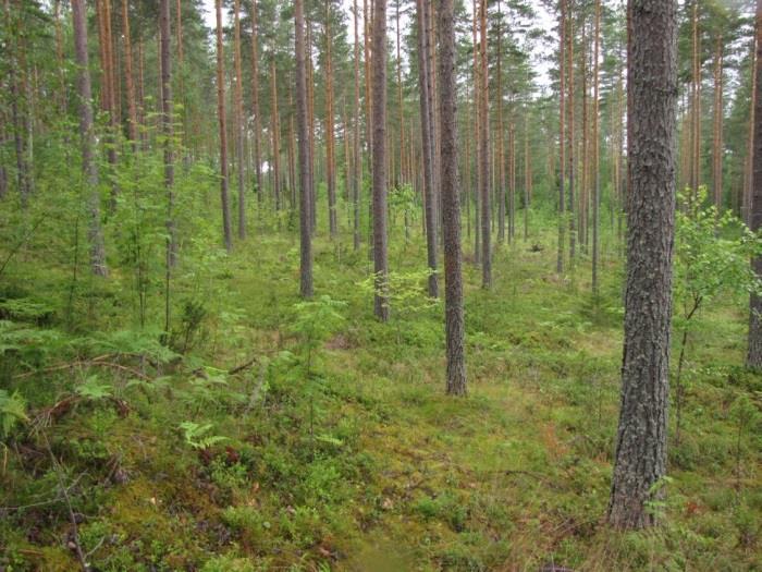 34 Kuva 67. Rauhanlaaksoa kiertävän harjun pohjoisrinnettä (MT-kangas). Kuva 68. Rauhanlaakson itäpuolen harjua (MT), jolla todettiin runsaasti kangasvuokkoa. Suositus.
