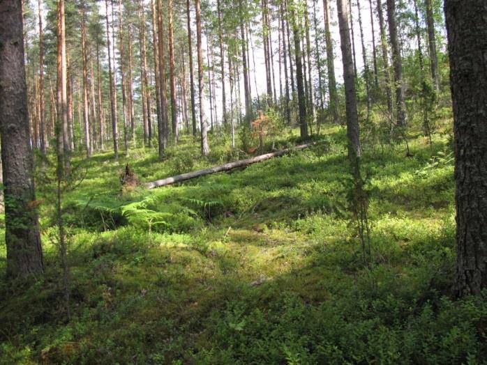 Rauhanlaaksoa ympäröivät harjut tulisi jättää nykytilaansa maisemallisesti merkittävinä sekä merkittävinä kangasvuokon kasvupaikkoina.