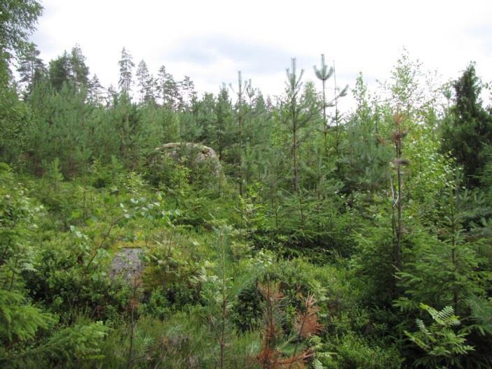 sellaisia luontotekijöitä, jotka olisi erityisesti huomioitava maankäytön suunnittelussa. 26. Haukankorpi ja Antinmäki (LIITTEET, Kartta 4.